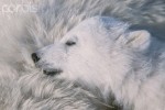 polar bear cub sleeping